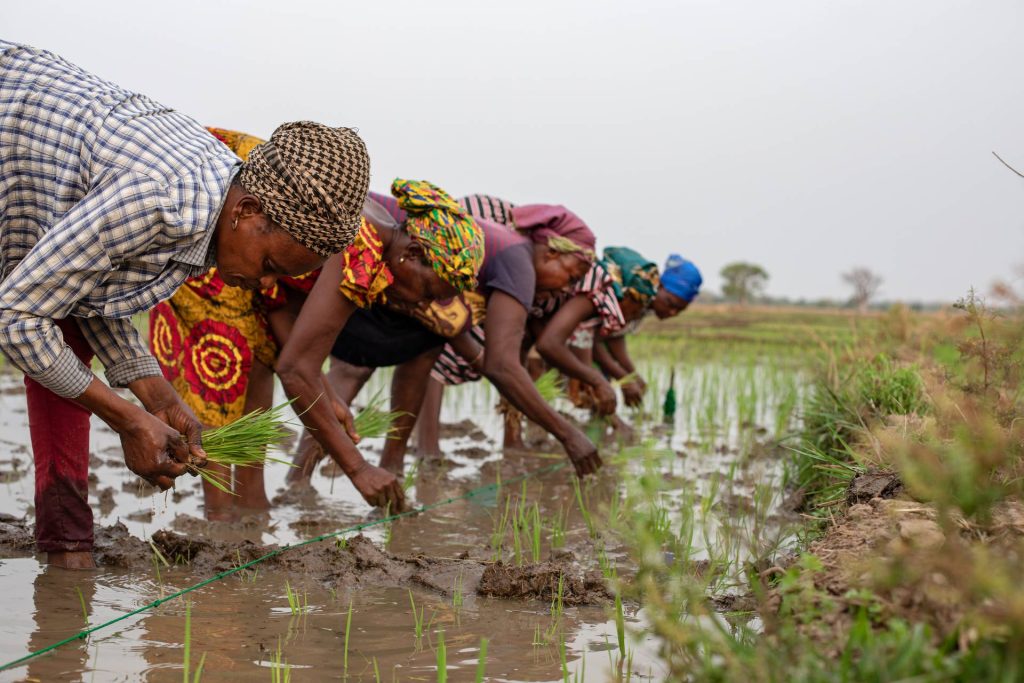 Women planting rice in a field
